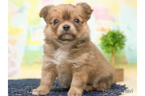 成約済の千葉県のチワワ(ロングコート)-219706の5枚目